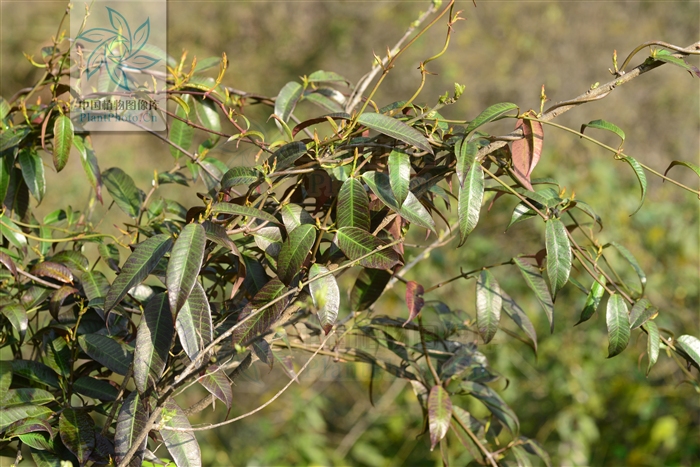  p> a target="_blank" href="/item/毛药藤">毛药藤 /a>;拉丁文名