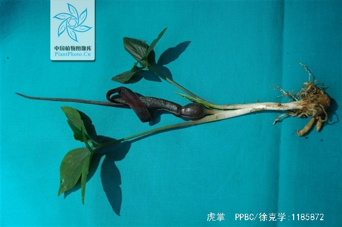  p>虎掌(学名: i>pinellia pedatisecta /i> s