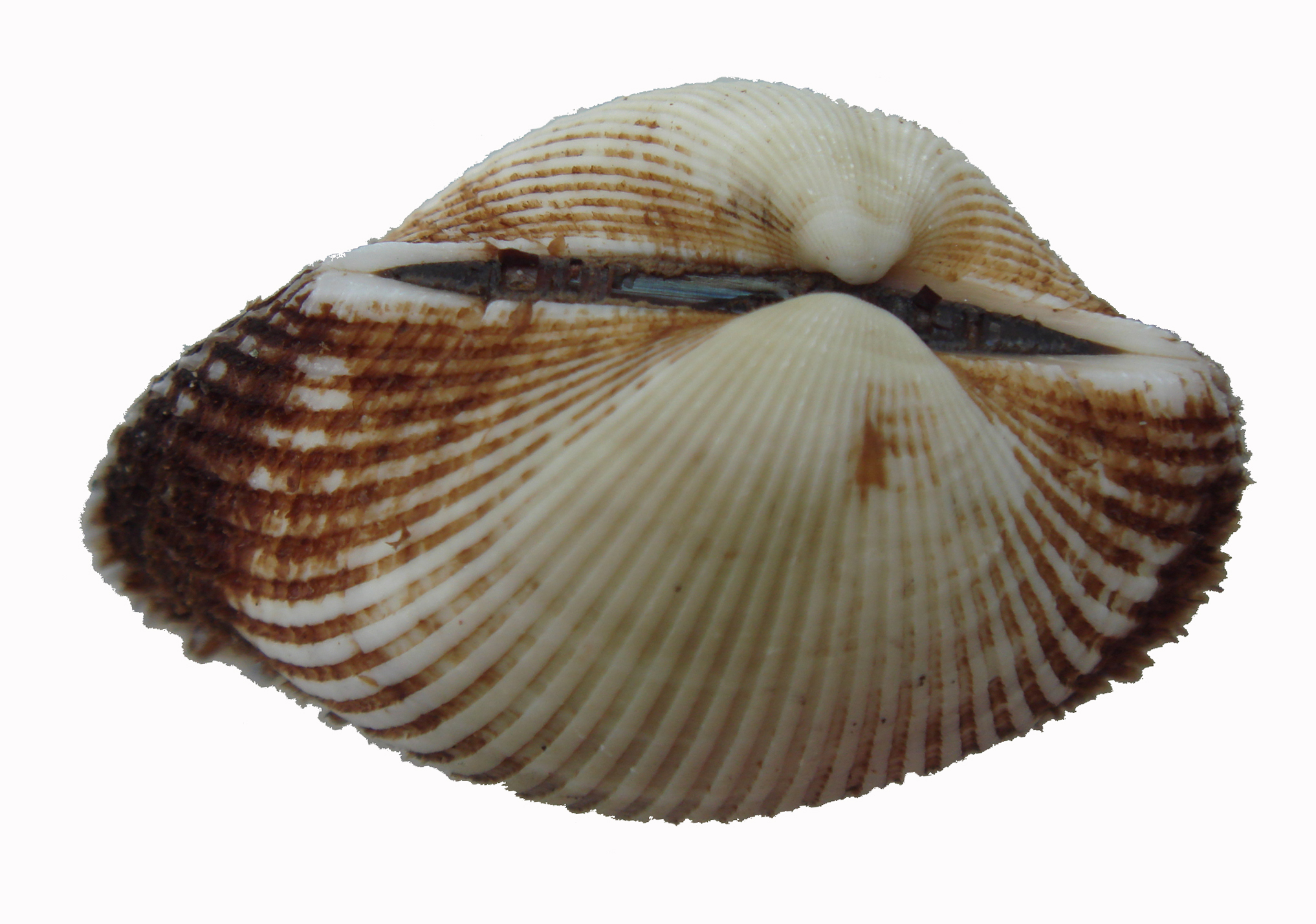  p>毛蚶(学名: i>scapharca subcrenata /i>)是蚶科,毛蚶属贝类.