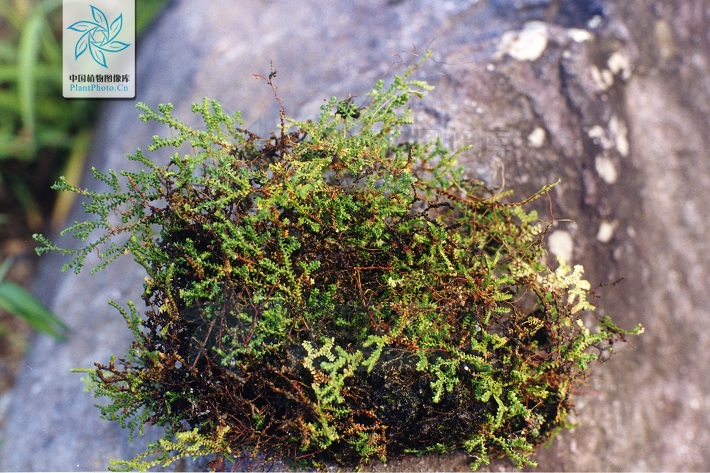  p>鹿角卷柏(学名: i>selaginella rossii  /i>(baker) warb.