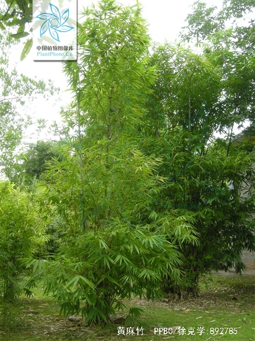  p>黄麻竹(学名: i>dendrocalamopsis stenoaurita /i> (w. t.