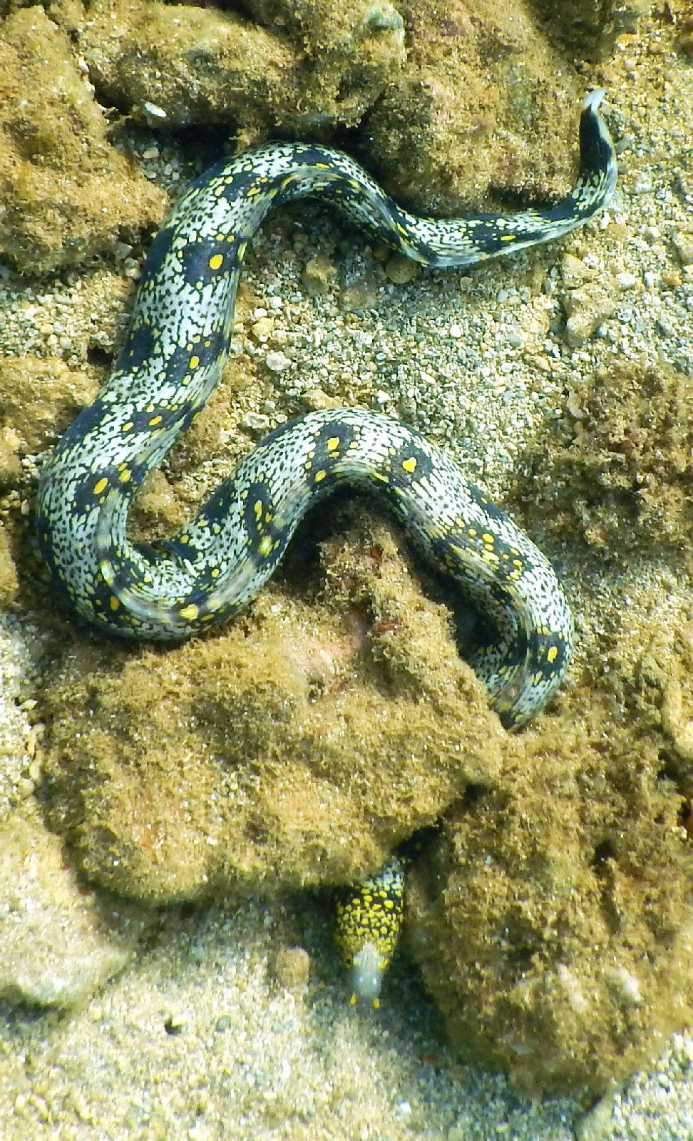  p>雪花蛇鳝(学名: i>echidna nebulosa /i>):体延长而呈圆柱状,尾部