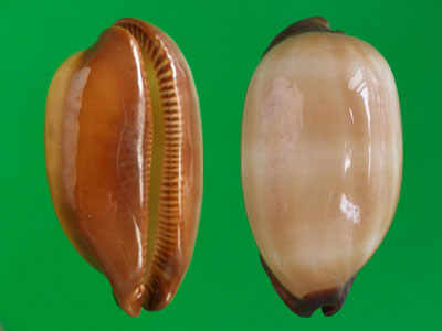  p>酒桶宝螺(学名:talparia talpa talpa)又名是 a href="#" data