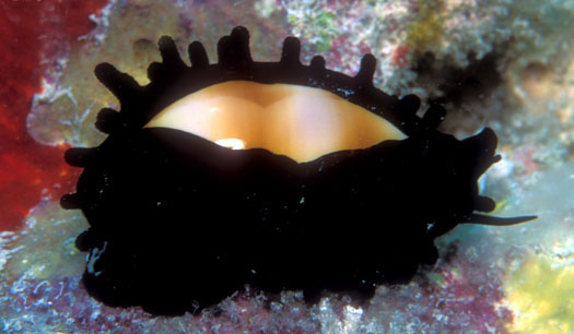  p>酒桶宝螺(学名:talparia talpa talpa)又名是 a href="#" data