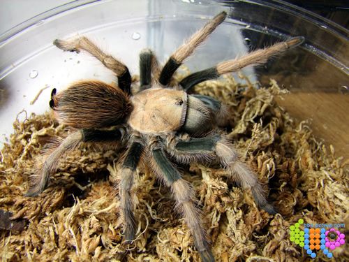  p>墨西哥金背(学名:aphonopelma chalcodes)是一种有毒的大型 a href