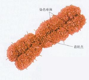 畸变(chromosomal aberration)是指生物细胞中染色体在数目和结构上