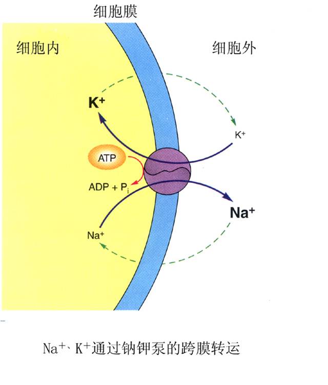  p>钠钾泵(sodium-potassium pump)简称钠泵,即na