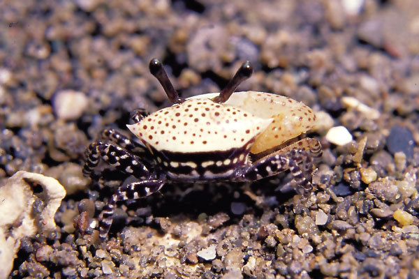  p>三角招潮蟹(学名:uca triangularis)最大的特征是雄蟹具有一对大小