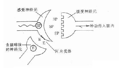 内啡肽_百度百科