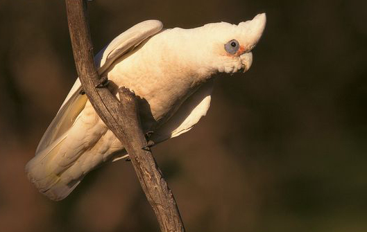  p>小凤头鹦鹉(学名 : i>cacatua sanguinea /i>)是 a href="#">鹦形