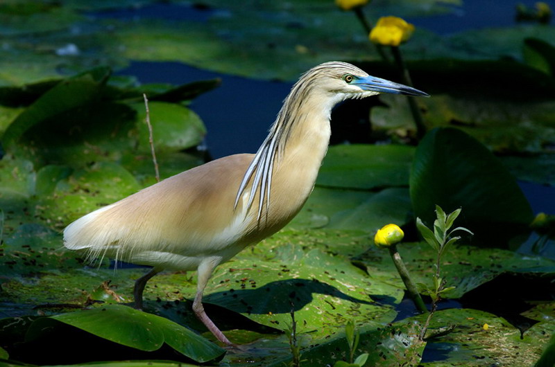  p>白翅黄池鹭(学名:ardeola ralloides)是一种中型涉禽,成鸟一般的