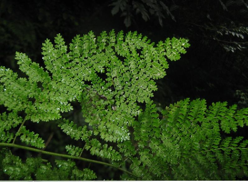  p>华南复叶耳蕨(学名: i>arachniodes festina /i> (hance) ching)是