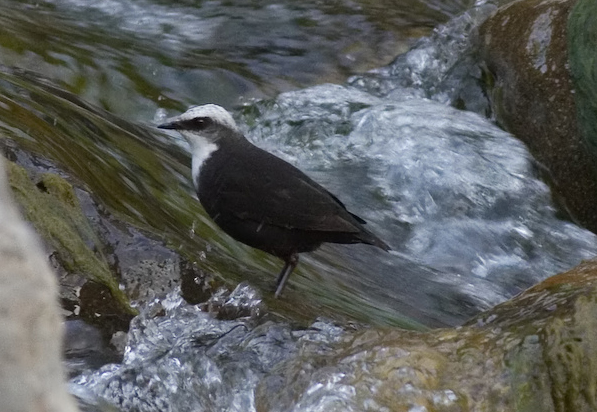  p>白顶河乌(学名: i>cinclus leucocephalus /i>)是 a href="#">河乌