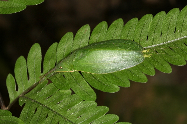  p>柯氏翡螽(学名:phyllomimus klapperichi)是拟叶螽科翡螽属的一种