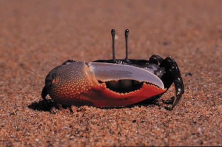 orange-clawed fiddler crab