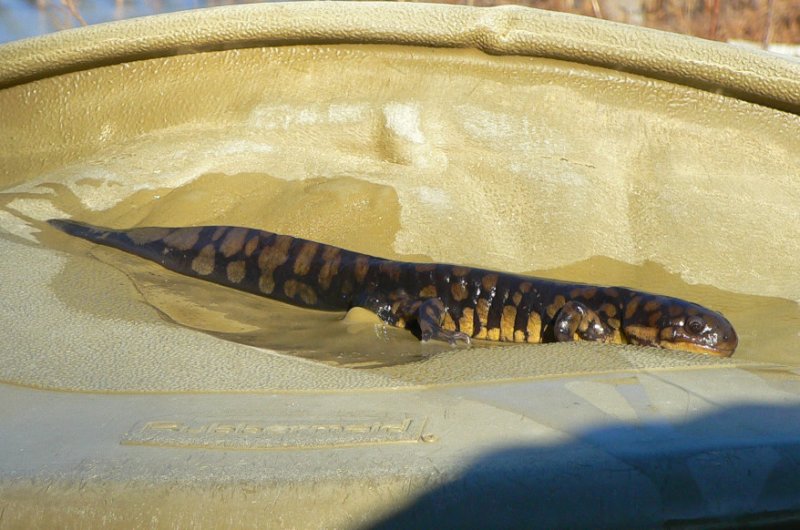  p>虎纹钝口螈(学名: i>ambystoma tigrinum /i>)是北美特有的一种钝
