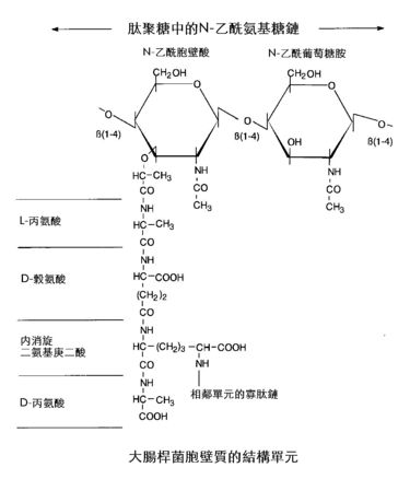  p>胞壁质(murein),又称粘肽(mucopeptide),肽聚糖(peptidoglycan)或 