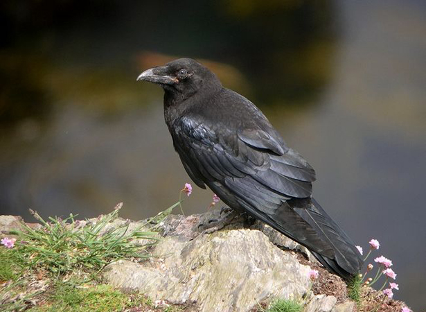  p>渡鸦(学名: i>corvus corax /i>):是一种全身黑色的大型 a href="