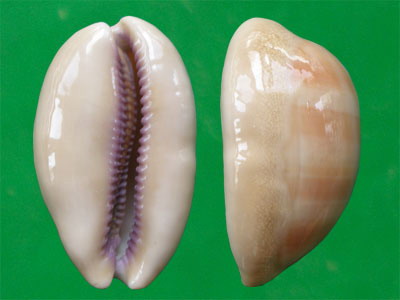 因为腹足类都有一个螺旋形贝壳包围着身体,所以也称单壳类,这是同蚌类