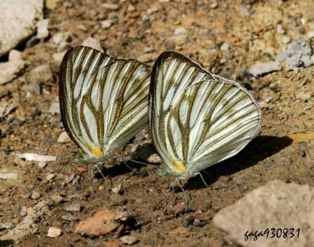  p>黑脉粉蝶,学名:cepora nerissa cibyra (fruhstorfer, 1910),分类