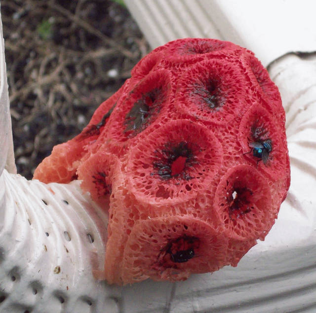  p>红笼头菌(clathrus ruber)是 a href="#" data-lemmaid="9223623">