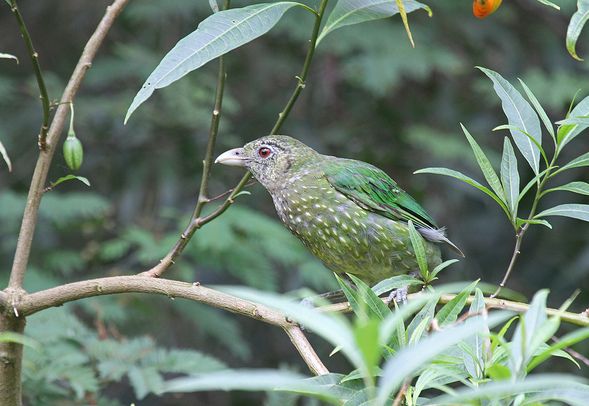  p>绿猫鸟,别名 a href="#" data-lemmaid="9700847">绿园丁鸟 /a>