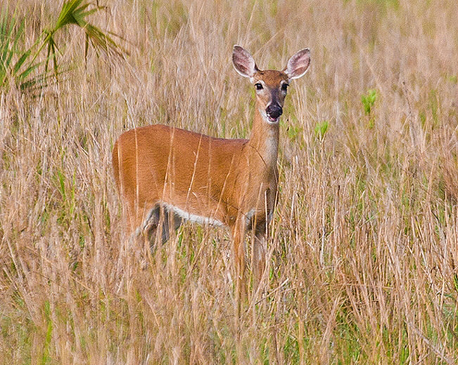 白尾鹿佛罗里达亚种