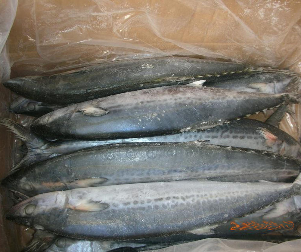  p>中华马鲛, a href="#" data-lemmaid="8074290">学名 /a>: i>