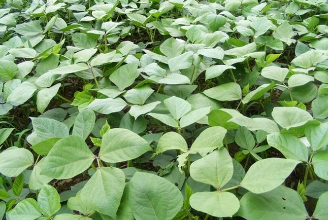 绿豆叶
