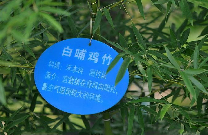 白哺鸡竹
