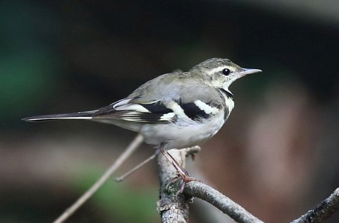 p>山鹡鸰(学名: i>dendronanthus indicus /i>):是中等体型的林鹡