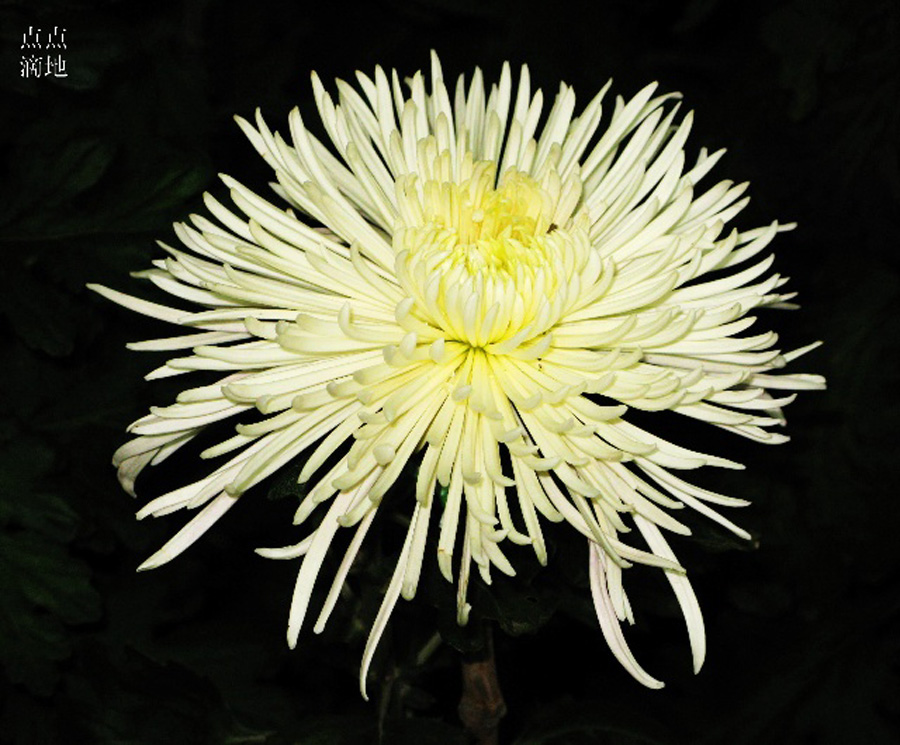  p data-id="t1w3ro7nwf3f">管子花类(舌状花为管瓣):  /p>