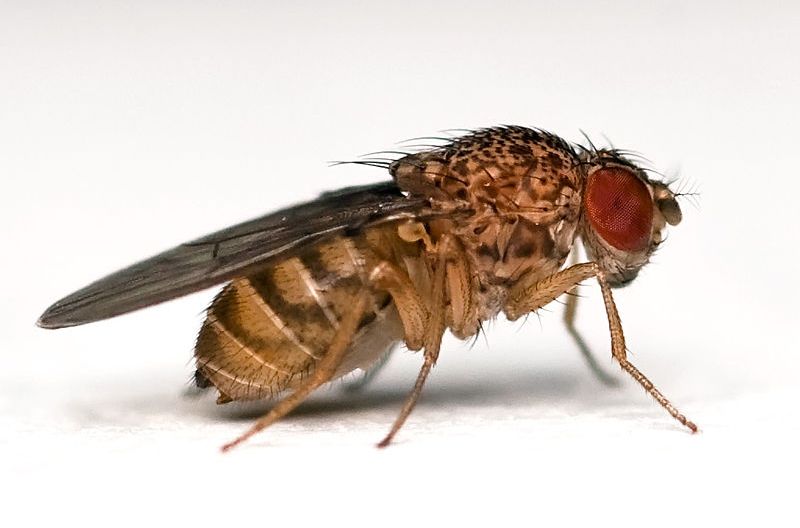  p>黑腹果蝇 ( i>drosophila melanogaster /i>) 是被人类研究得最