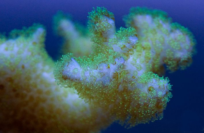  p>鹿角杯形珊瑚(学名: i>pocillopora damicornis /i>):是珊瑚纲,杯