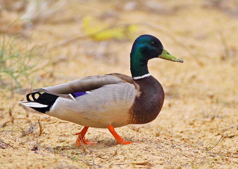  p>绿头鸭墨西哥亚种(学名: i>anas platyrhynchos maculosa /i>)是 a