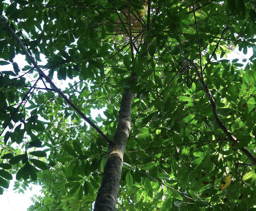  p>山红树(学名: i>pellacalyx punnanensis /i> hu)是红树科山红树属