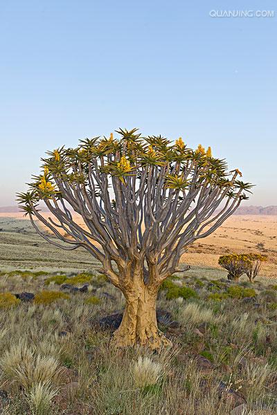 data-lemmaid="8074290">学名 /a>: i>aloe vera /i>(haw