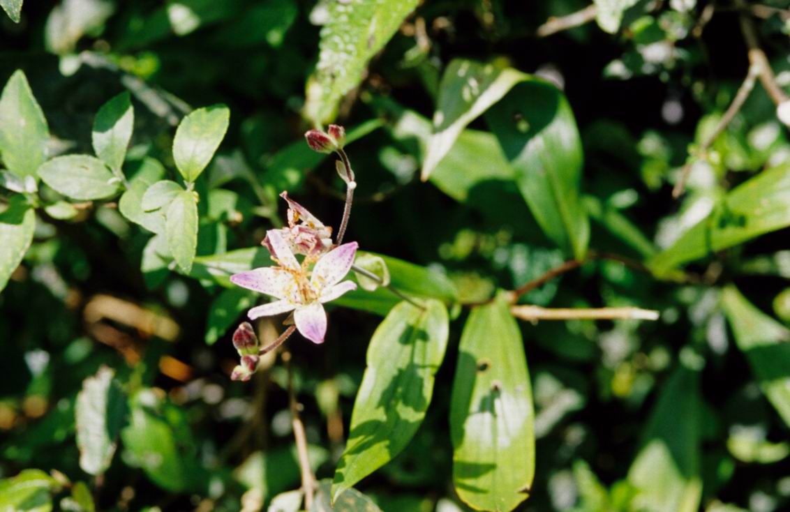  p>铃木油点草,是油点草属 a target="_blank" href="/item/多年生