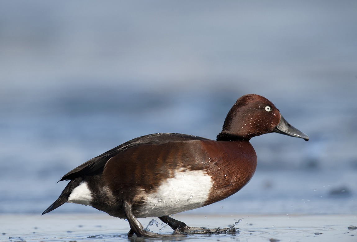  p>白眼潜鸭(学名: i>aythya nyroca /i>)属中型 a target="_blank"