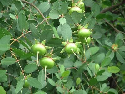  p>海桑科(学名: i>sonneratia&nbsp;caseo