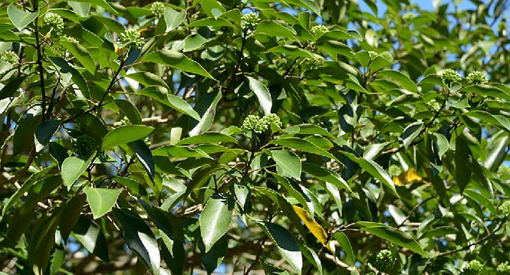  p>树参(学名: i>dendropanax dentiger /i> (harms) merr.