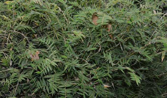  p>孝顺竹(学名: i>bambusa multiplex  /i> (lour.) raeusch.