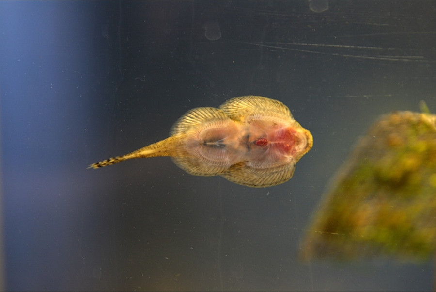  p>中华间吸鳅, i>hemimzon sinensis /i> (sauvage et dabry de