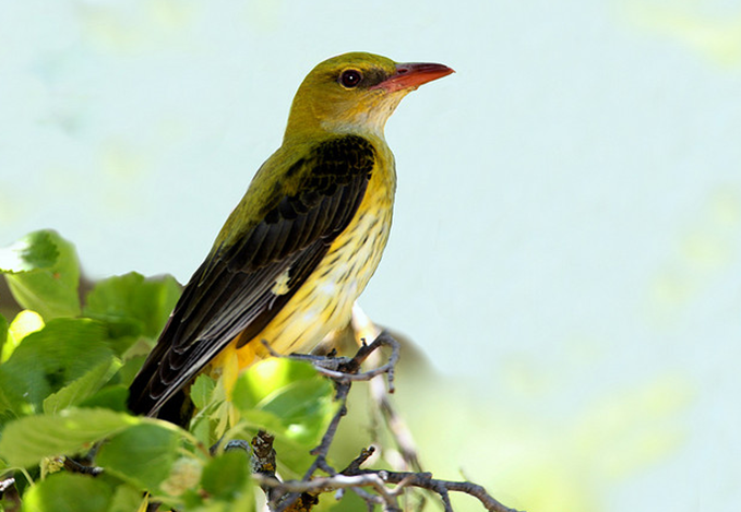 eurasian golden-oriole