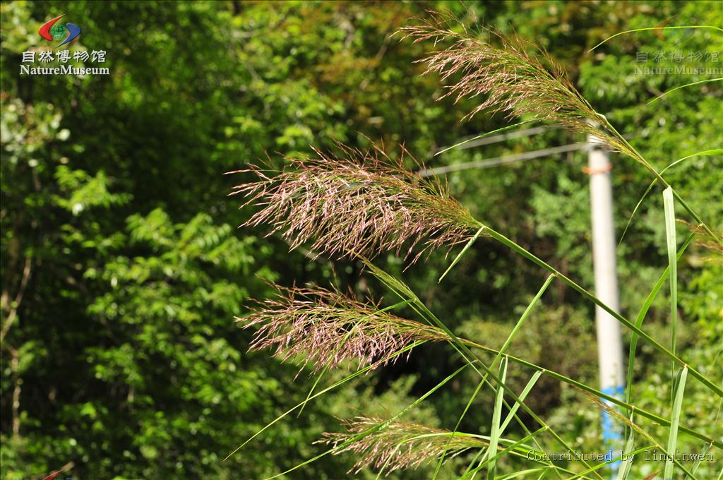 ptilagrostis griseb.