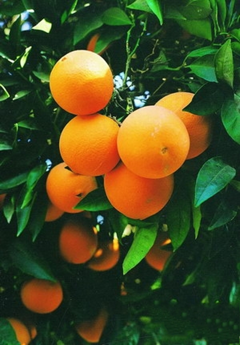 washington navel orange
