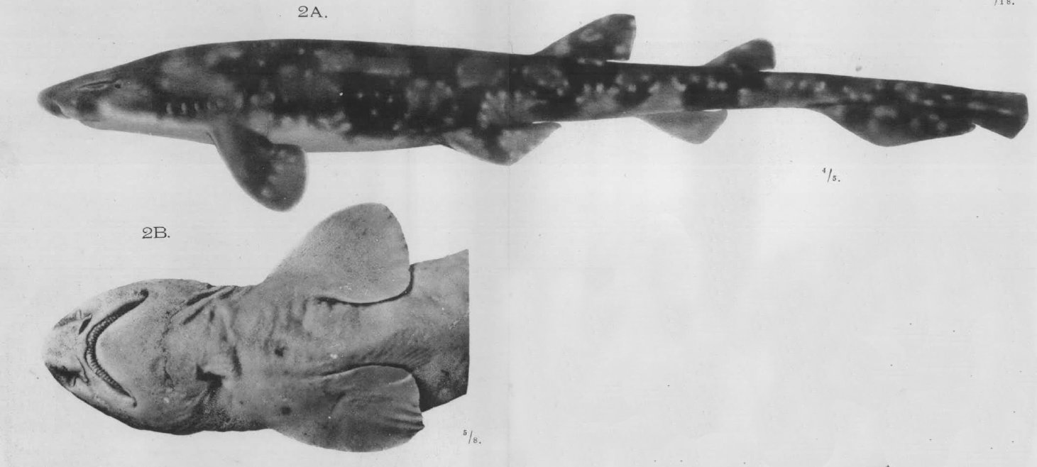  p>虎纹猫鲨(学名: i>scyliorhinus torazame /i>)是猫鲨科,猫鲨属的