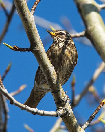  p>白眉歌鸫(学名: i>turdus iliacus /i>)是鸫科,鸫属中型鸟类,体长