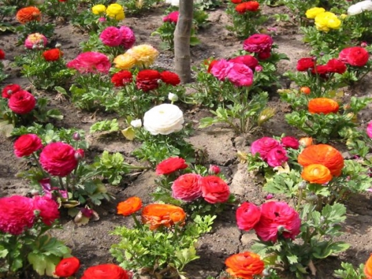  p>周位花(perigynous flower):花托呈杯状,子房仅以底部着生在杯状