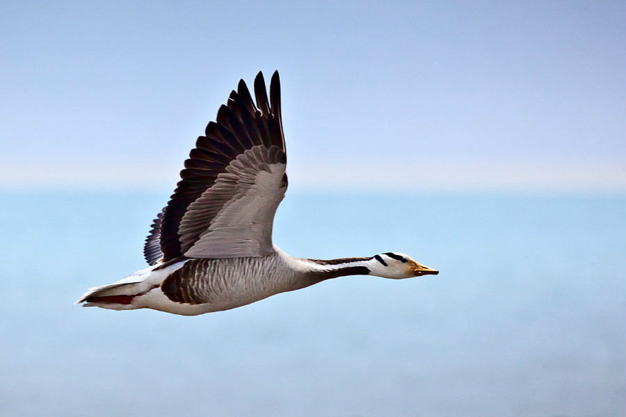 bar-headed goose